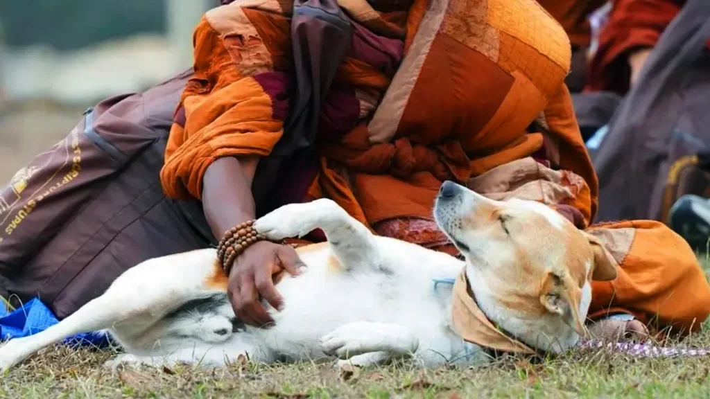 **Alt text:**
“Alok walking a dog during the Walk for Peace event, symbolizing harmony, compassion, and community unity.”
