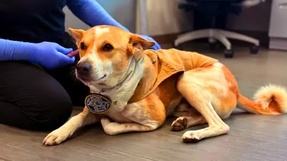 Aloka (dog), theirs beloved companion