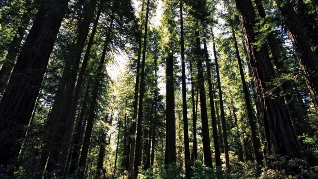 Giant redwoods tower above you like ancient guardians.